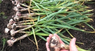 Když v roce 2022 je lepší sklízet česnek na uralu a nepříznivé dny, skladování